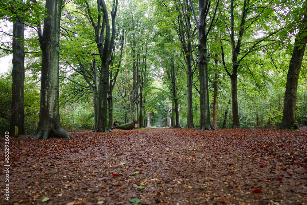 View of leaf covered ground in with green trees in wet forest
