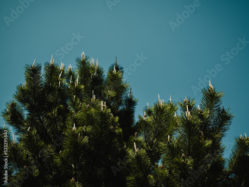 sky and trees