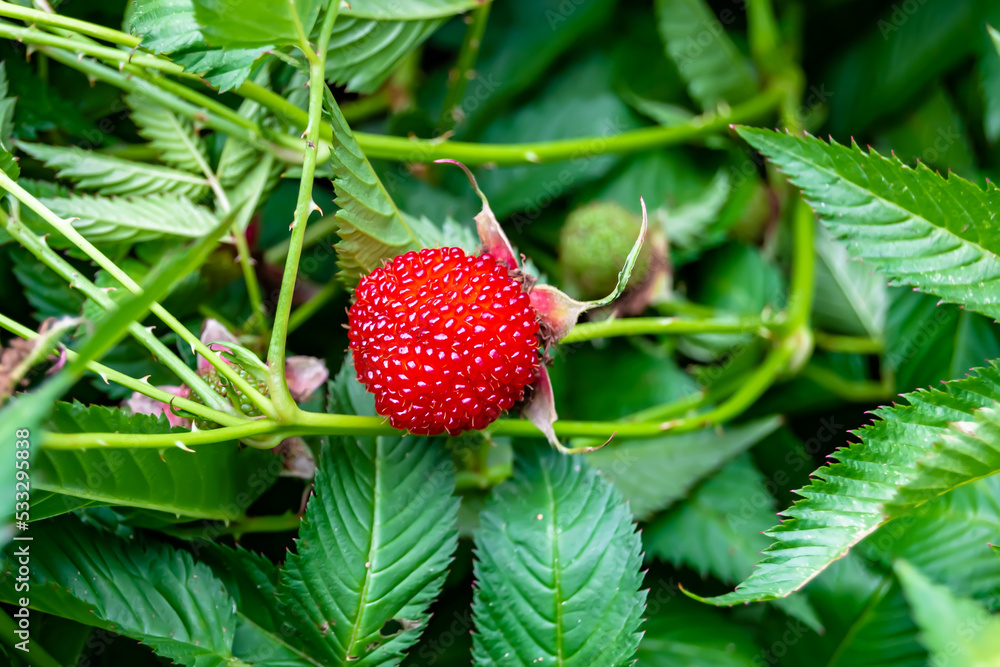 Beautiful berry branch japanese strawberry bush Beautiful berry branch japanese strawberry bush