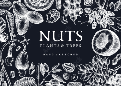 Vector nuts background on chalkboard. Vintage nuts sketched banner. Healthy food backdrop with branches, plants, nutshells hand-drawings. Realistic botanical illustrations for packaging design