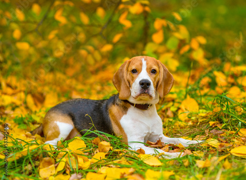 Beagle dog lying on the grass covered with fallen leaves in the autumn park against the background of a tree with yellow leaves