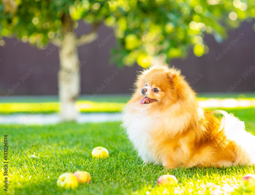 A small fluffy dog of the breed Pomeranian of red color lying on the lawn of the house near the apple tree in summer