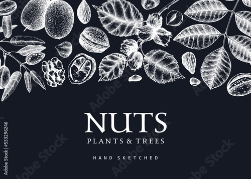 Vector nuts background on chalkboard. Vintage nuts sketched banner. Healthy food backdrop with branches, plants, nutshells hand-drawings. Realistic botanical illustrations for packaging design