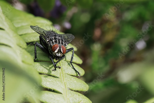 Flesh fly on a green leaf with light and shadow. Hairy legs in black and gray. photo