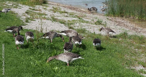 (Anser anser) Group of wild greylag geese swimming and feeding at the edge of the lake Tegern in Bavaria photo