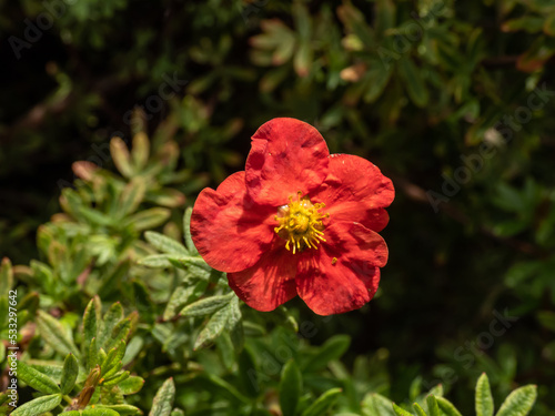 Shrubby Cinquefoil (Pentaphylloides or Potentilla fruticosa) 'Red robin' with small leaves composed of five leaflets and red flowers, pale yellow on the reverse, in early autumn photo