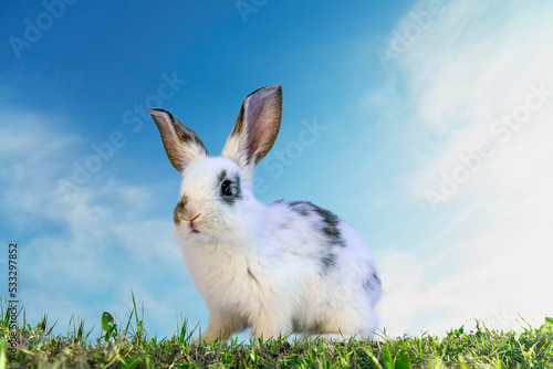 青空を背景にした草地に立つ白い子ウサギの前姿