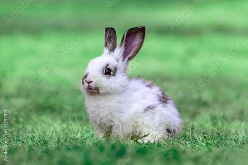 草原に座り遠くを見つめる白ウサギ 