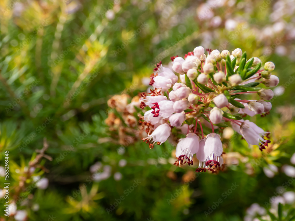 Macro of bell-shaped, white, pink and red-purple flowers of Cornish heath or wandering heath (Erica vagans) 'Lilacina' in summer and autumn Macro of bell-shaped, white, pink and red-purple flowers of Cornish heath or wandering heath (Erica vagans) 'Lilacina' in summer and autumn