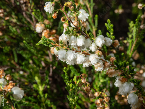 Macro of the Heather (Calluna vulgaris) Alba plena with mid-green foliage and double white flowers from August to October photo