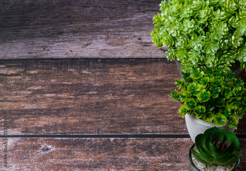 Fresh green potted plants of various species Fresh green potted plants of various species