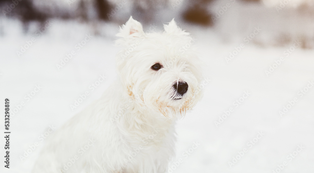 Cute dog white terrier