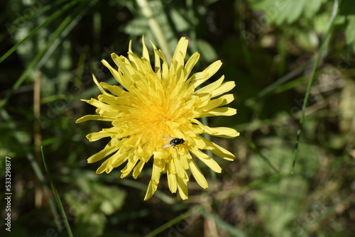 A fly sits on a yellow dandelion flower green background macro.