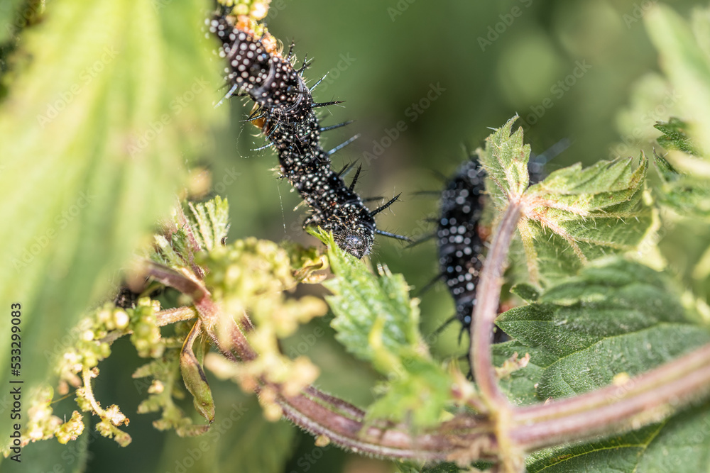 Fototapeta premium Schwarze Raupe eines Tagpfauenauge auf einem grünen Blatt der Brennnessel im Garten in freier Natur, Deutschland.