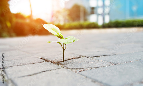 Fototapeta Naklejka Na Ścianę i Meble -  Small plant tree growing on cracked street