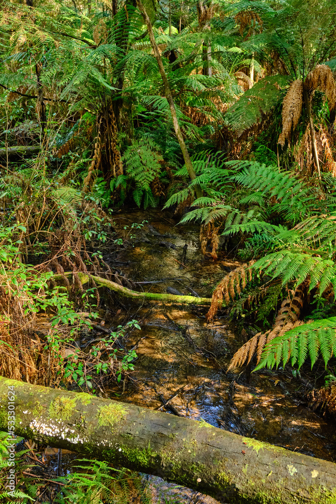 Yarra Ranges National Park is located in the Central Highlands of Australia's southeastern state Victoria, 107 km northeast of Melbourne. Established in 1995, the park features a carbon-rich, 