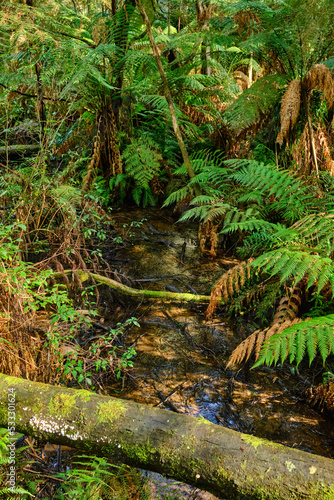 Yarra Ranges National Park is located in the Central Highlands of Australia's southeastern state Victoria, 107 km northeast of Melbourne. Established in 1995, the park features a carbon-rich, 
