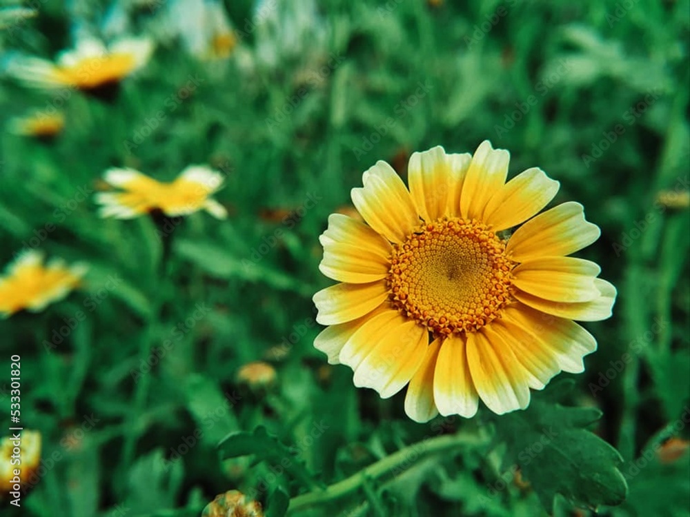 Chrysanthemum Flower with petals blossom at beautiful morning Chrysanthemum Flower with petals blossom at beautiful morning