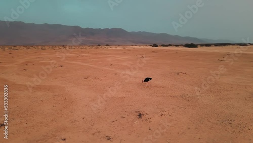 Rotating Aerial Shot Around A Single Black Ostrich In The Hai Bar National Park, Israel photo