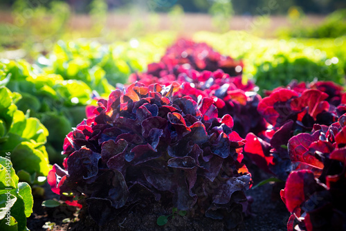 Fresh green and red lettuce on field photo