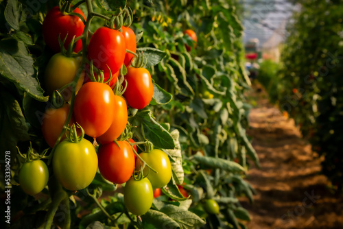Juicy plum tomatoes in greenhouse