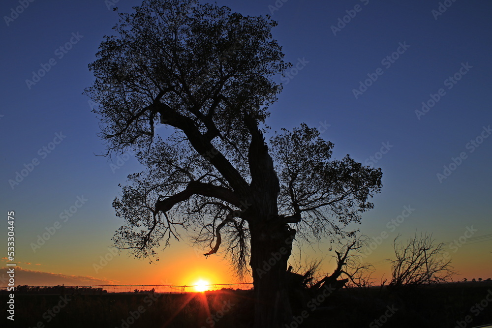 sunset with sky and tree silhouette