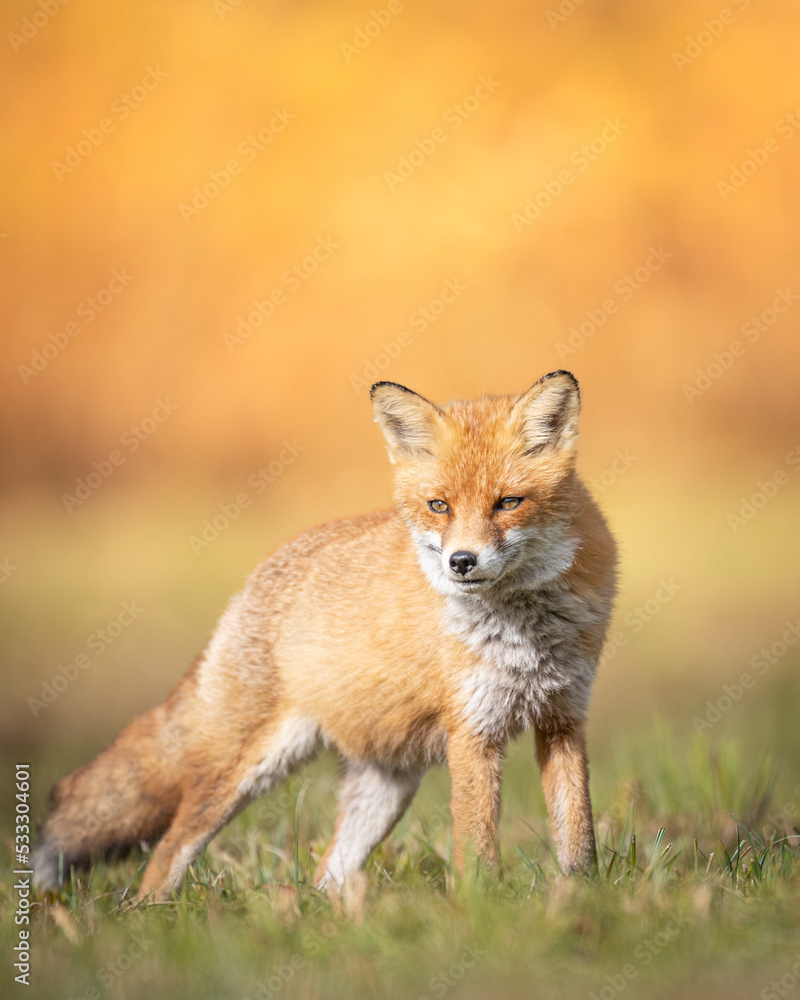 Fox Vulpes vulpes in autumn scenery, Poland Europe, animal walking among autumn meadow in amazing warm light Fox Vulpes vulpes in autumn scenery, Poland Europe, animal walking among autumn meadow in amazing warm light