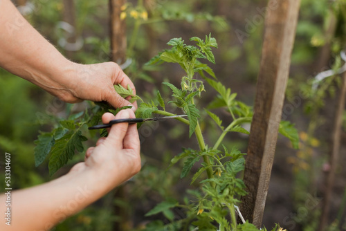 Hands of woman cutting plant with pruning shears