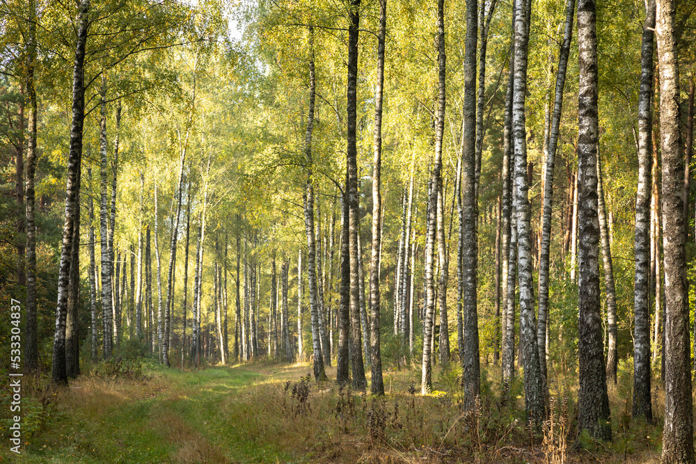 Misty autumn forest. Early autumn in misty forest. Morning fog in autumn forest Poland Europe Misty autumn forest. Early autumn in misty forest. Morning fog in autumn forest Poland Europe