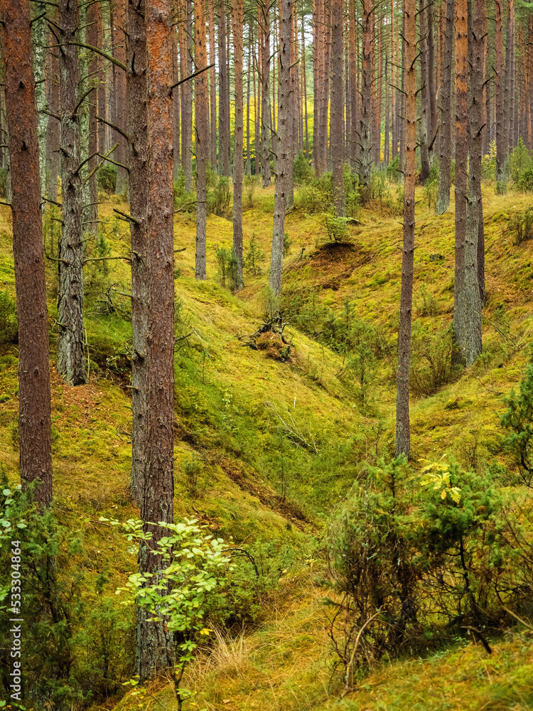 Fototapeta premium ravine in old deep pine woodland in autumn season