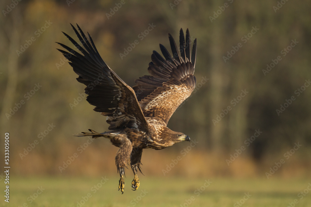Fototapeta premium Majestic predator White-tailed eagle, Haliaeetus albicilla in Poland wild nature