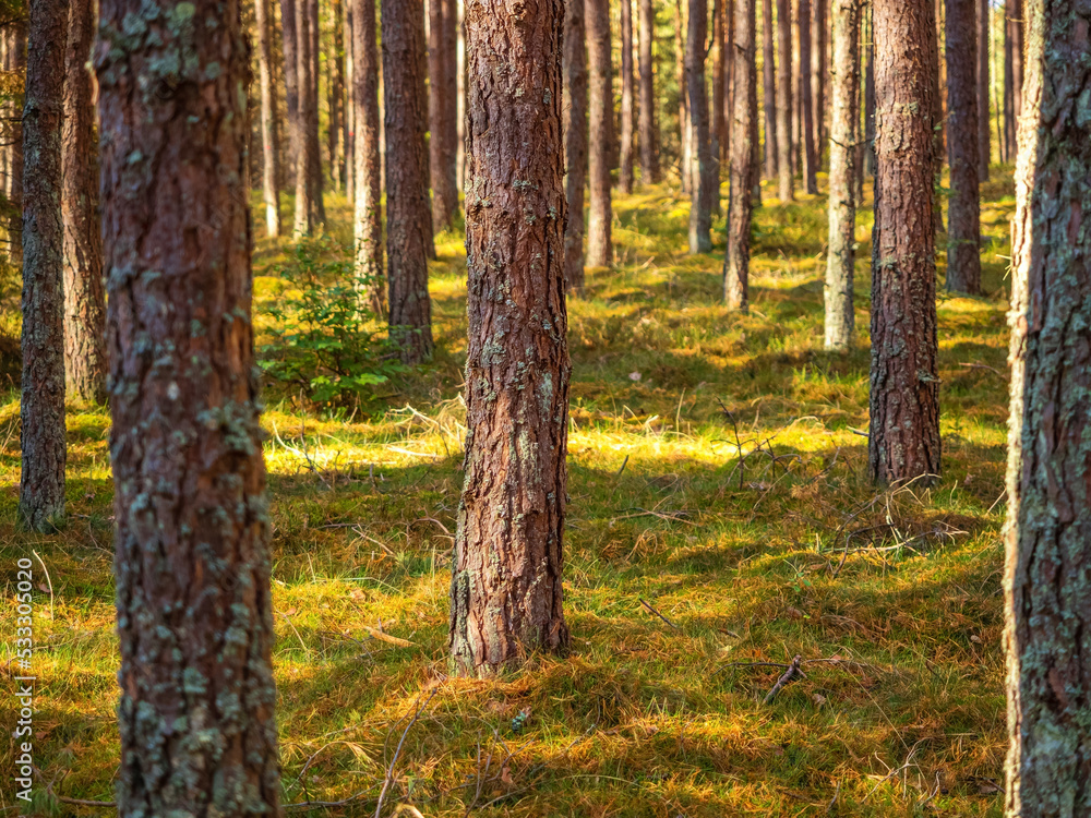 autumn pine tree deep forest, moody woods, fall season weather autumn pine tree deep forest, moody woods, fall season weather
