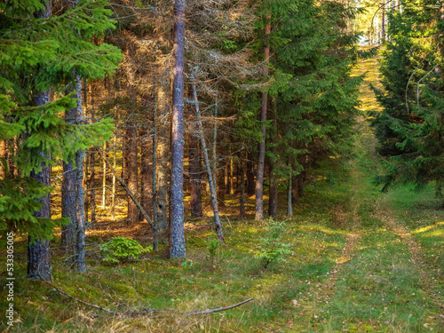 road in a autumn deep forest  hiking path in a fall season in a foggy morning