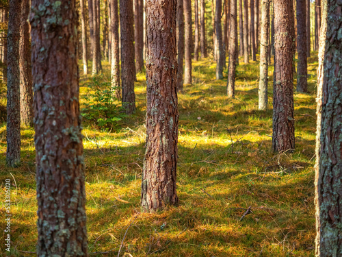 autumn pine tree deep forest, moody woods, fall season weather © lenaivanova2311