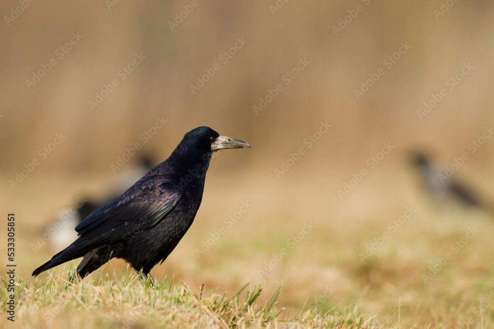 Bird Rook corvus frugilegus landing, black bird in winter time, Poland Europe Bird Rook corvus frugilegus landing, black bird in winter time, Poland Europe