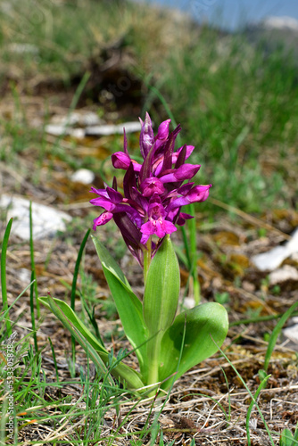 Elder-flowered orchid    Holunder-Knabenkraut  Dactylorhiza sambucina  - National park Tomorr  Albania
