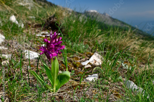 Holunder-Knabenkraut // Elder-flowered orchid (Dactylorhiza sambucina) - Nationalpark Tomorr, Albanien photo