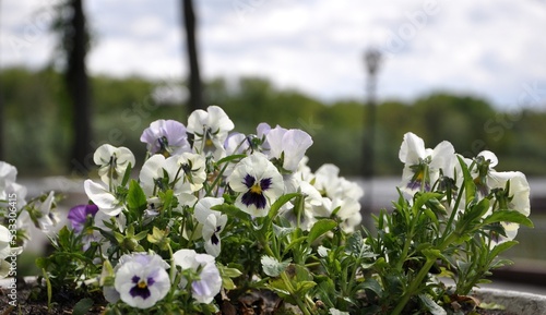 White pansies blooming in flower bed in the park. Blurred background