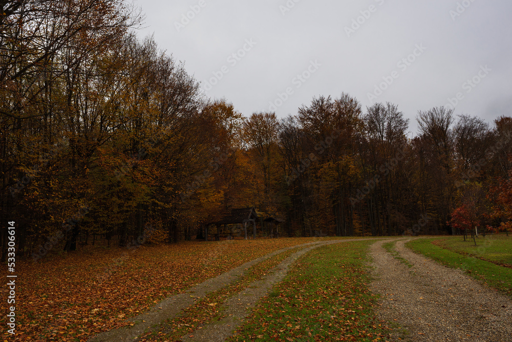 Road near the edge of the autumn forest on a cloudy day