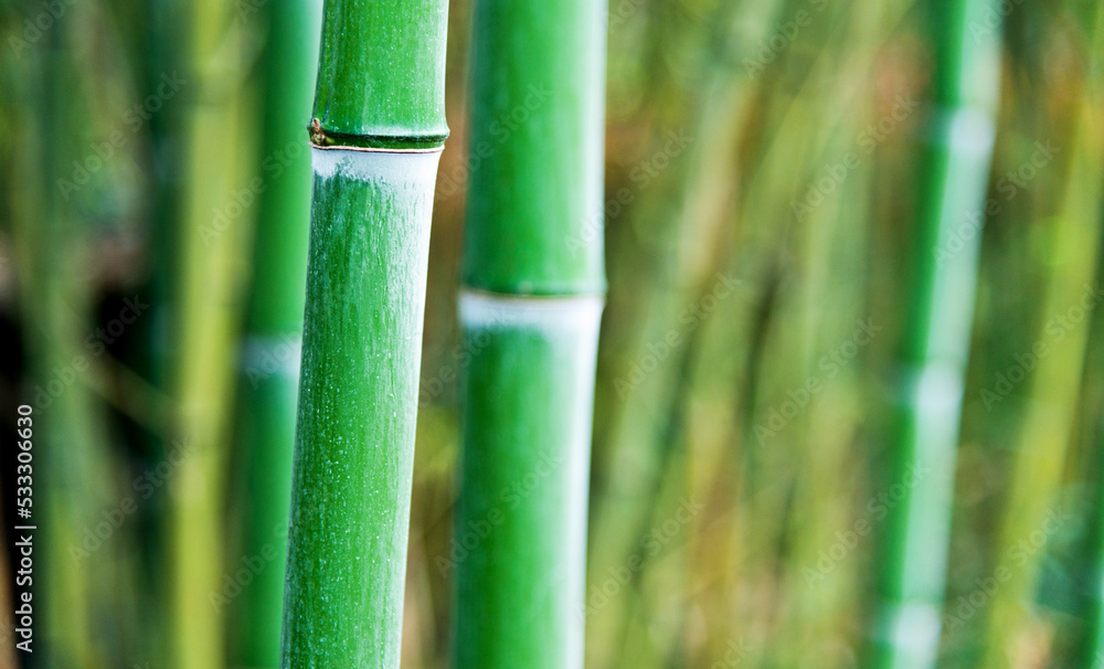 Green bamboo forest for background Green bamboo forest for background