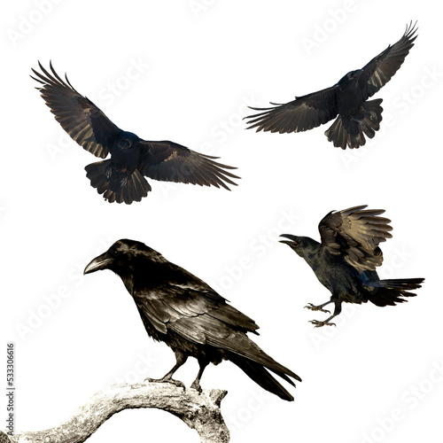 Birds flying ravens isolated on white background Corvus corax. Halloween - mix four birds