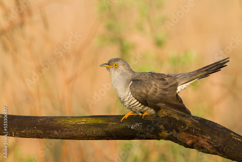 Cuckoo, Cuculus canorus, single bird - male on light brown background spring time Poland Europe