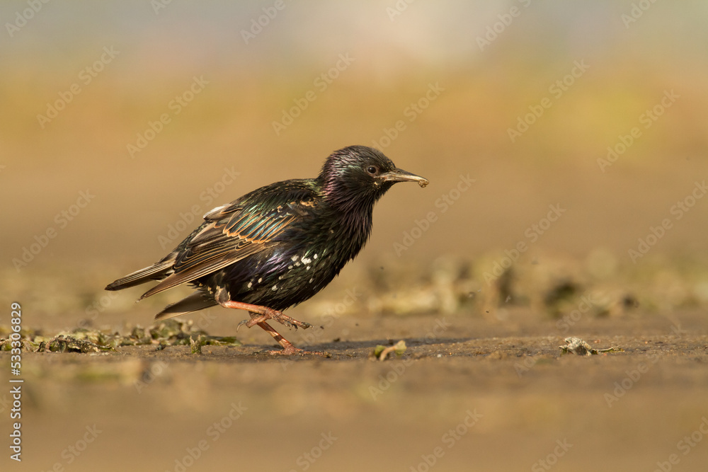 Common Starling Sturnus vulgaris walking on the ground spring time Common Starling Sturnus vulgaris walking on the ground spring time