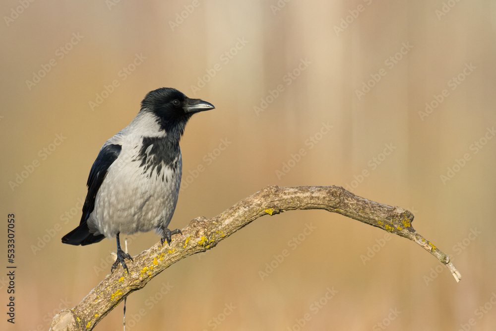 Bird - Hooded crow Corvus cornix in amazing warm background sitting on the branch Bird - Hooded crow Corvus cornix in amazing warm background sitting on the branch