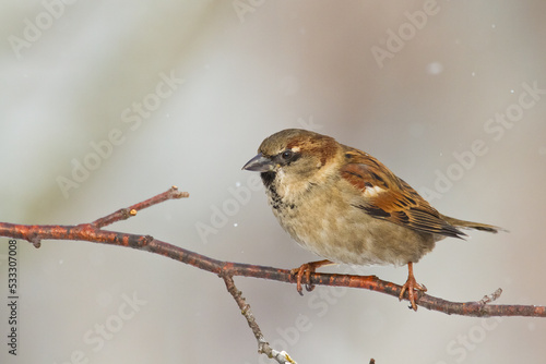 Bird - House sparrow Passer domesticus sitting on the branch nex to the feeder, winter time, orange background