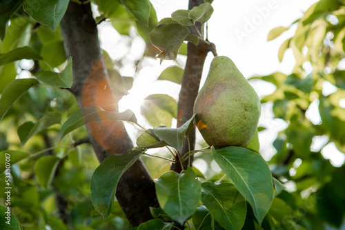 Ripe pear on branch of tree photo