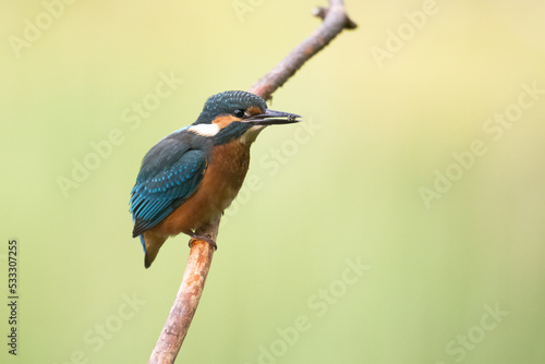 Kingfisher Alcedo atthis common kingfisher, bird - Poland, Europe