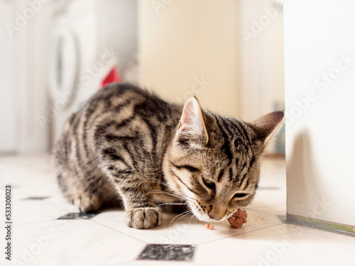 Small kitten with tiger style fur eating. Animal pet care. Cat feeding time. Light and airy mood.