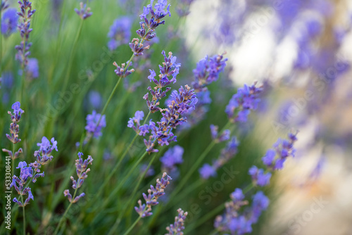 Blooming lavender