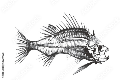 Fish skeleton. Fantastic Sea monster. Doodle sketch. Vector illustration. Isolated on white background.